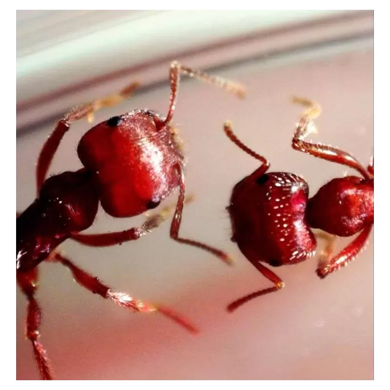 Microscópio Celestron Microdirect 1080P - CM44316 - Celestron - Microscópios Celestron - Digital