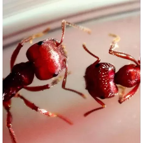 Microscópio Celestron Microdirect 1080P - CM44316 - Celestron - Microscópios Celestron - Digital