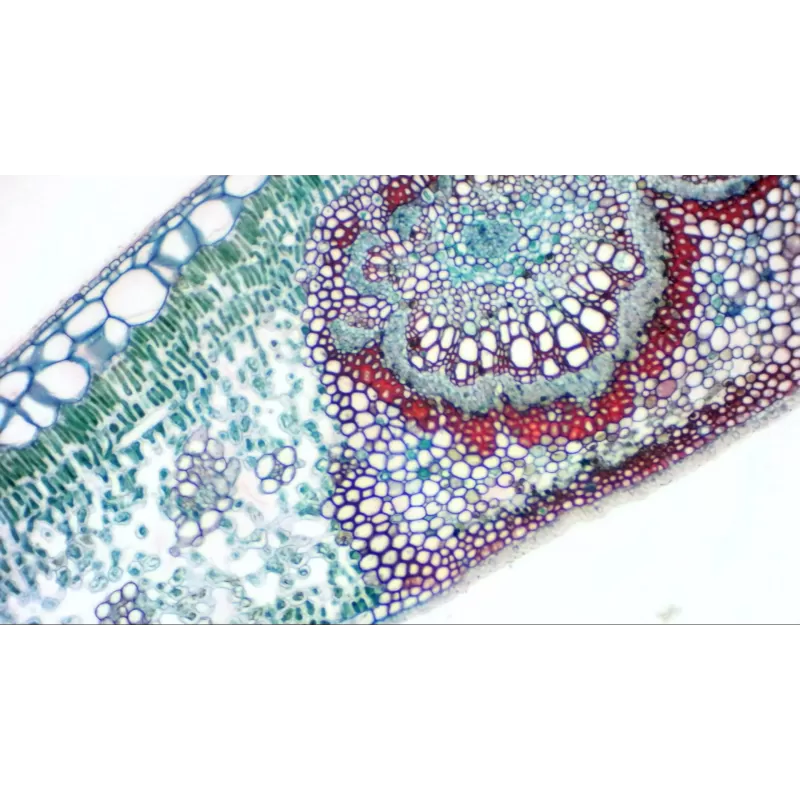 Câmera ocular BRESSER MikrOkular Full HD