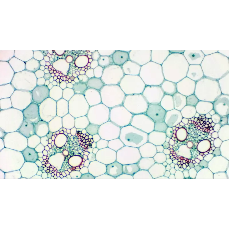 Câmera ocular BRESSER MikrOkular Full HD