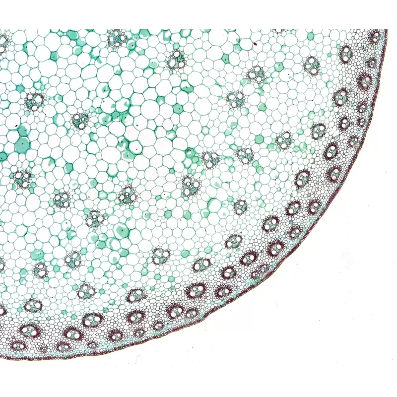 Preparações de longa duração de qualidade profissional BRESSER - 10 peças