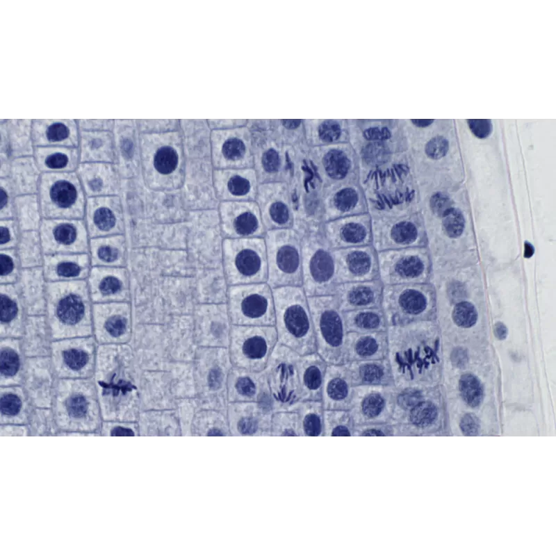 Preparações de longa duração de qualidade profissional BRESSER - 10 peças
