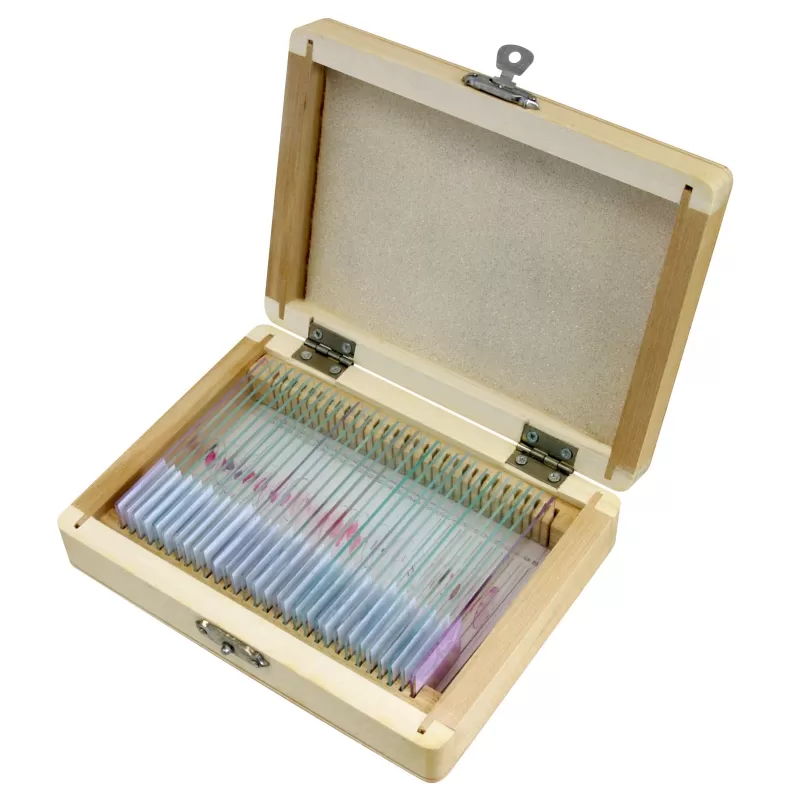 Amostras preparadas por BRESSER: Histologia Amostras preparadas por BRESSER: Histologia