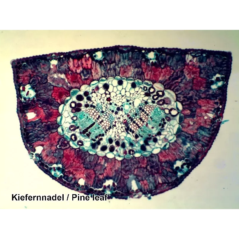 Amostras preparadas pela BRESSER, caixa com 25 unidades