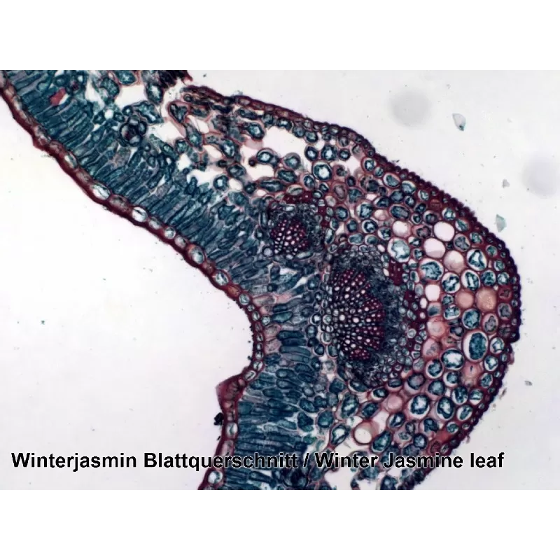 Amostras preparadas pela BRESSER, caixa com 25 unidades
