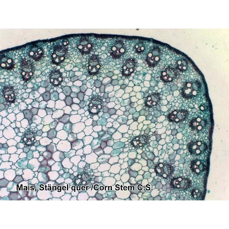 Amostras preparadas pela BRESSER, caixa com 25 unidades