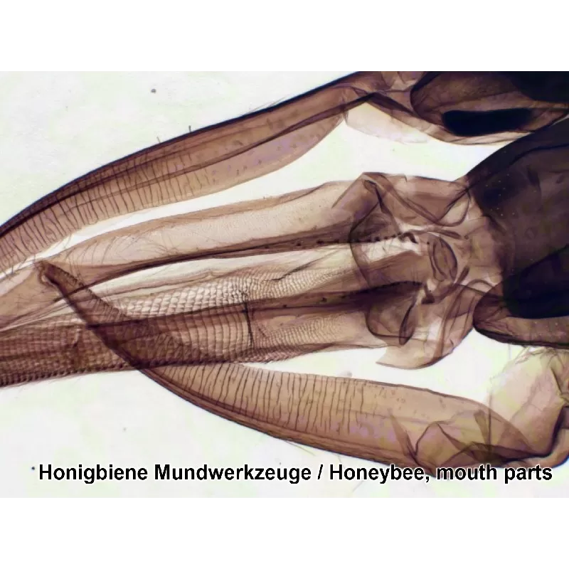 Amostras preparadas pela BRESSER, caixa com 25 unidades