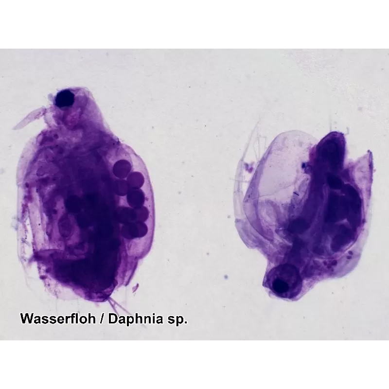 Amostras preparadas pela BRESSER 50 unidades/Caixa