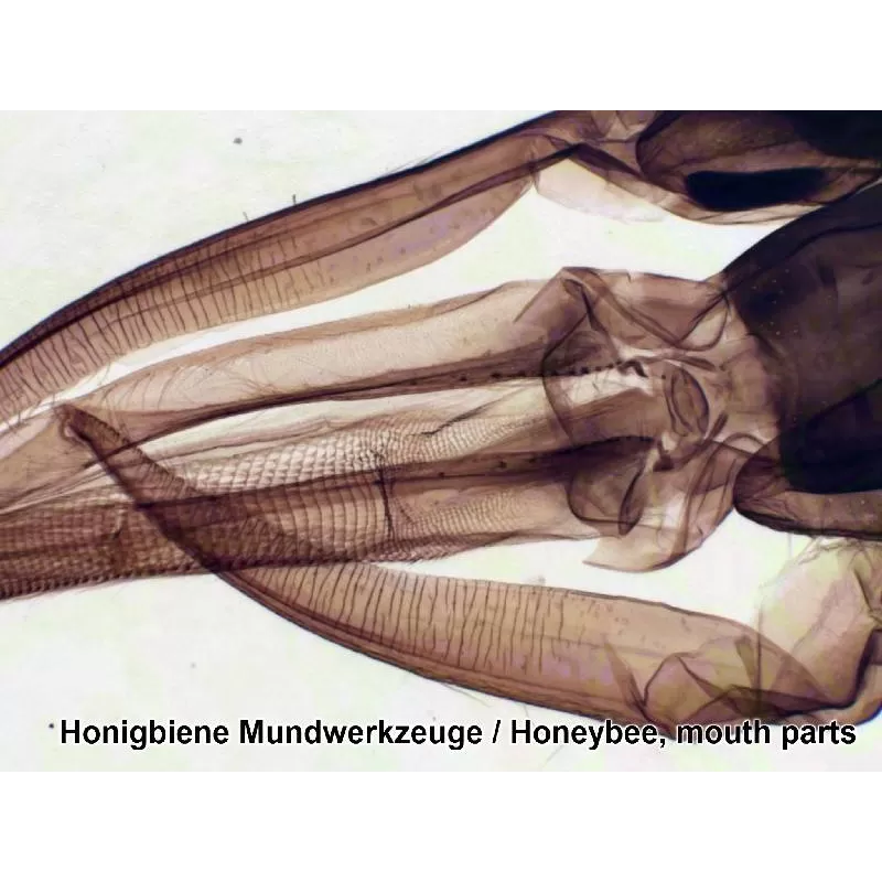 Amostras preparadas pela BRESSER 50 unidades/Caixa