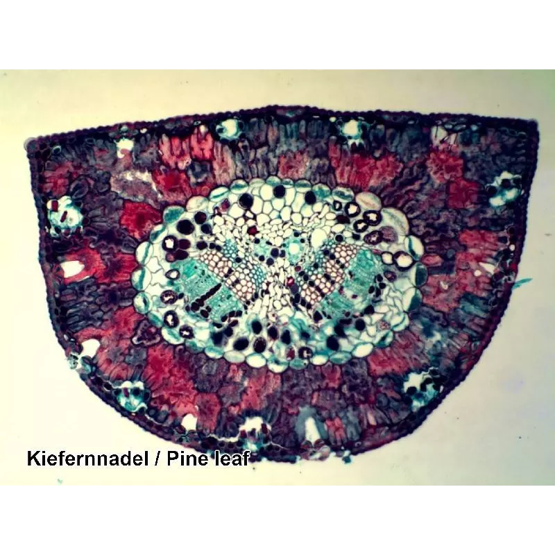 Amostras preparadas BRESSER caixa com 100 unidades