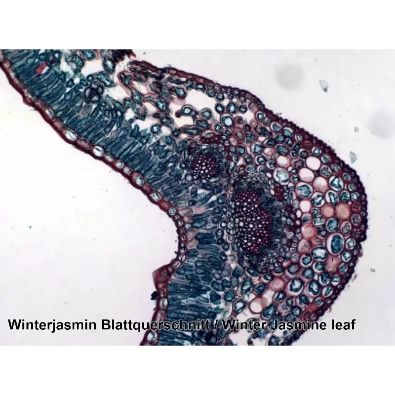 Amostras preparadas BRESSER caixa com 100 unidades