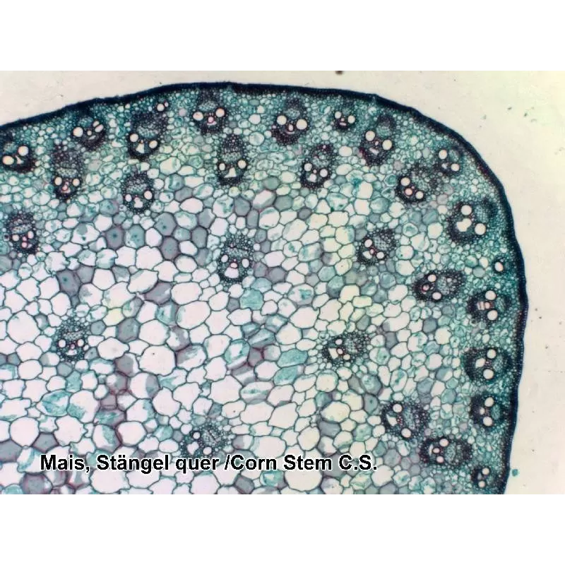 Amostras preparadas BRESSER caixa com 100 unidades