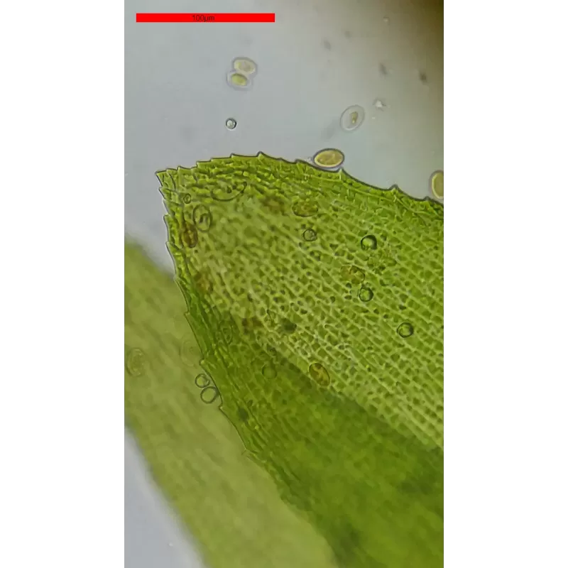 Microscópio Binométrico Básico BRESSER Erudit 40x-400x (23)