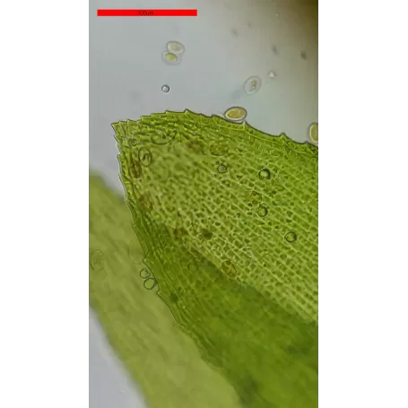 Microscópio Binométrico Básico BRESSER Erudit 40x-400x (23)