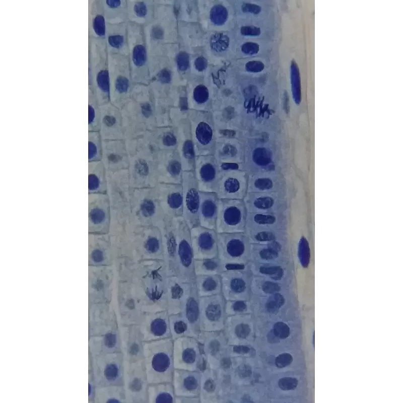 Microscópio Binométrico Básico BRESSER Erudit 40x-400x (23)