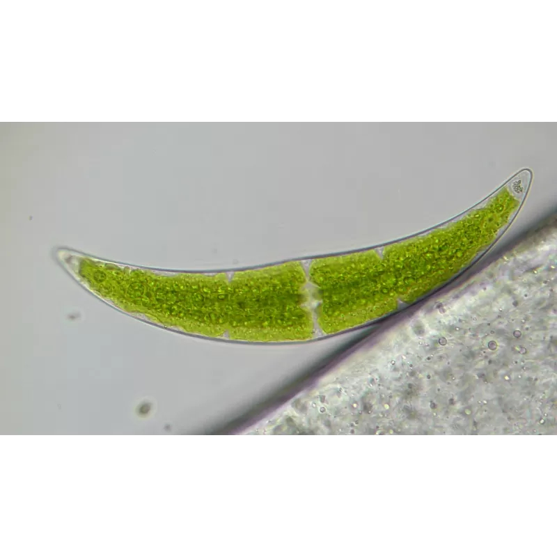 Microscópio BRESSER Researcher Trino 40-1000x