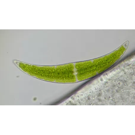 Microscópio BRESSER Researcher Trino 40-1000x