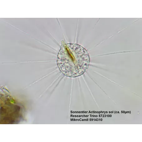 Microscópio BRESSER Researcher Trino 40-1000x