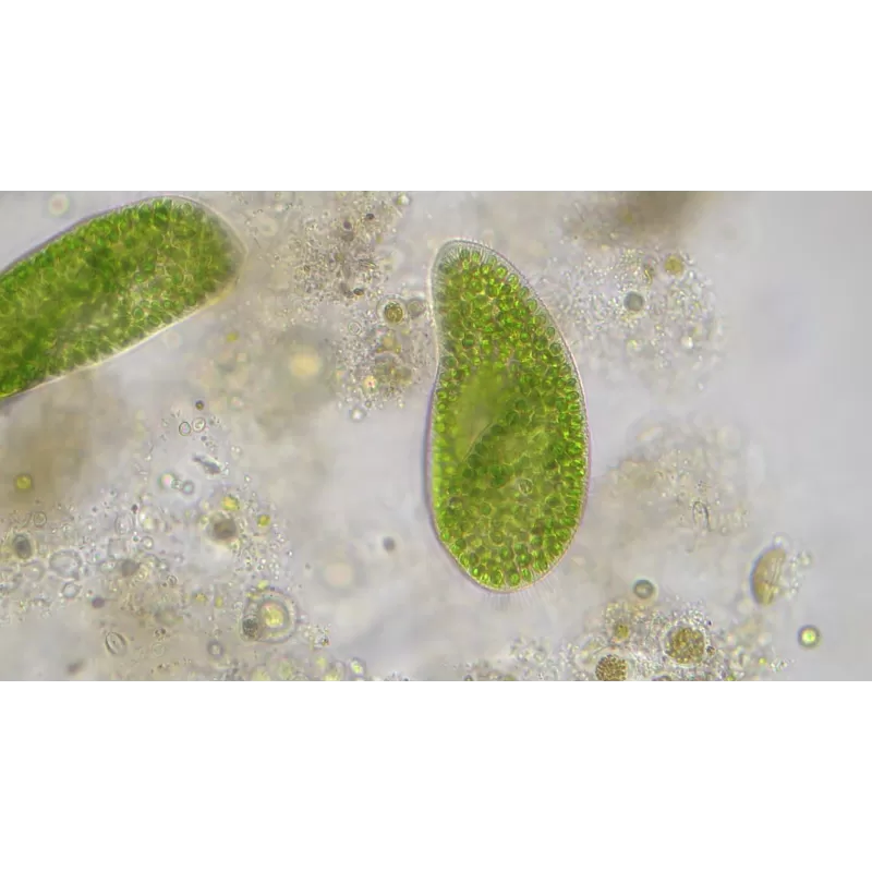 Microscópio BRESSER Researcher Trino 40-1000x