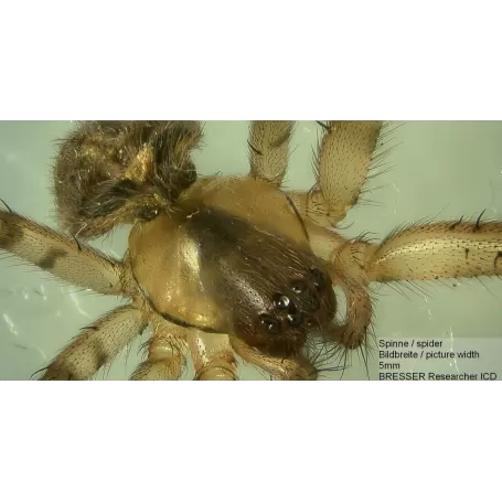 Microscópio BRESSER Researcher ICD LED 20x-80x