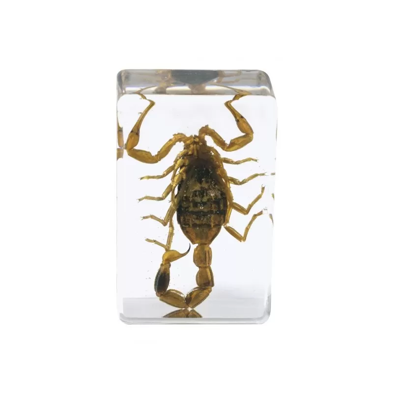 Kit de preparação de insetos 3D Celestron de 4 peças