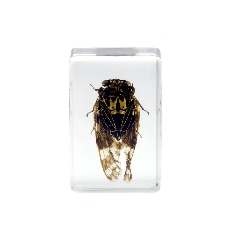 Kit de preparação de insetos 3D Celestron de 4 peças