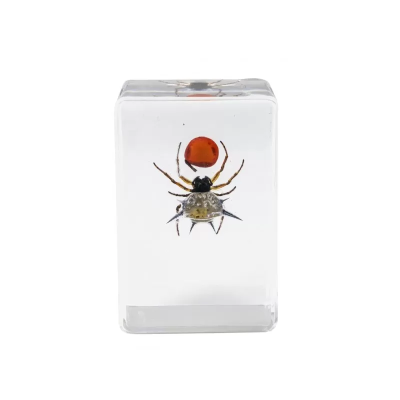 Kit de preparação de insetos 3D Celestron de 4 peças