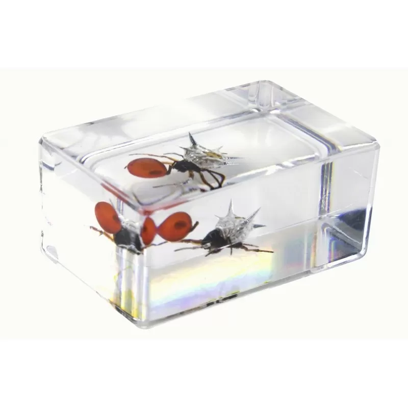 Kit de preparação de insetos 3D Celestron de 4 peças