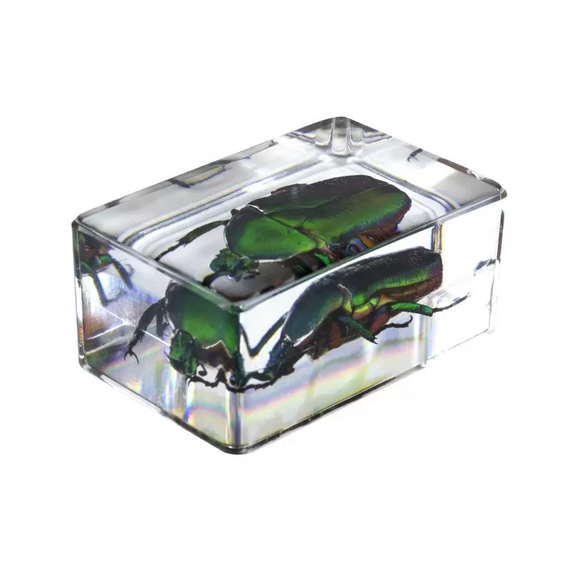 Kit de preparação de insetos 3D Celestron de 4 peças