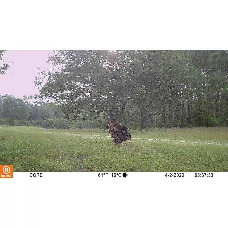 Câmera camuflada BUSHNELL Core S-4K sem brilho com efeito casca de árvore (multilíngue)