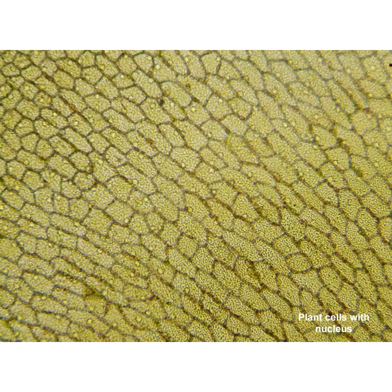 Microscopio BRESSER Biolux Touch 5 MP HDMI para Colegios y Aficionados