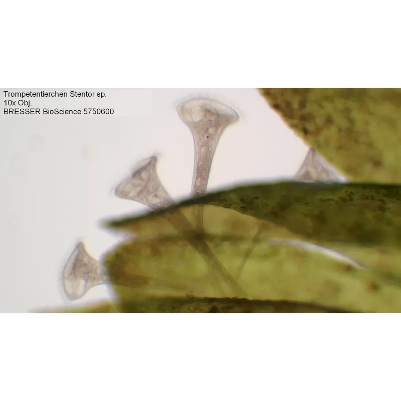 Microscópio trinocular BRESSER Bioscience 40-1000x