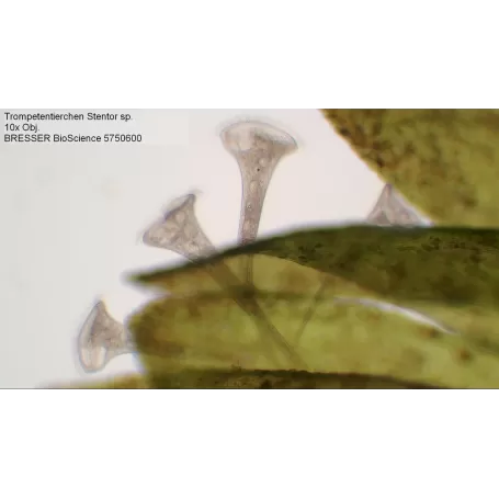 Microscópio trinocular BRESSER Bioscience 40-1000x