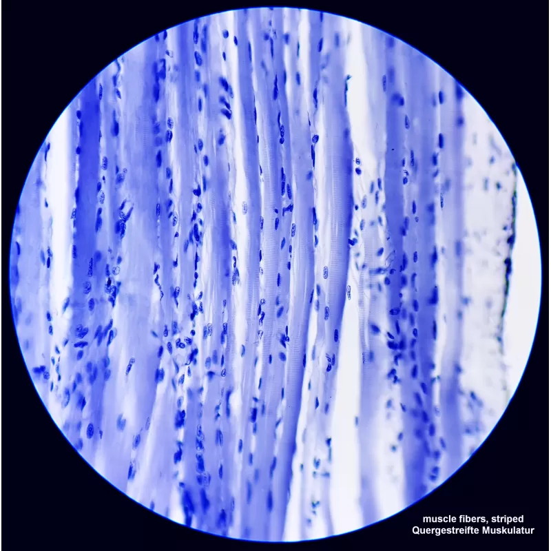 Microscópio Bino BRESSER Science TFM-201 (30)