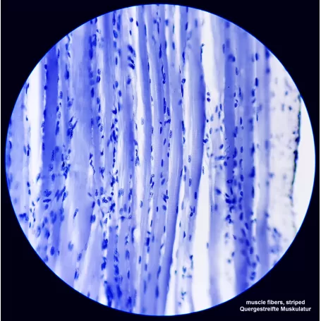 Microscópio Bino BRESSER Science TFM-201 (30)