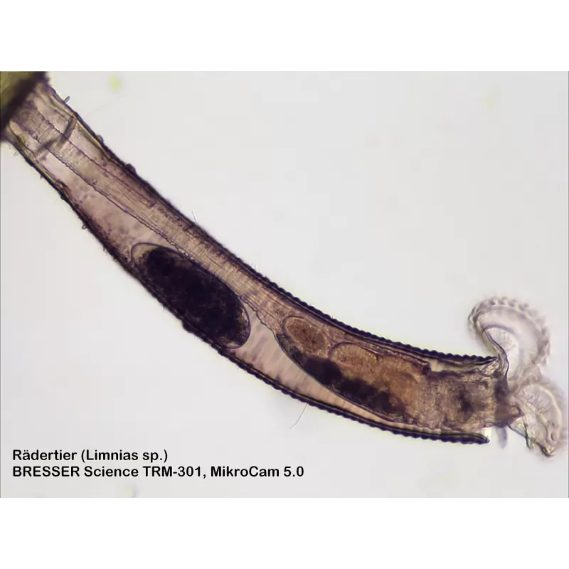 Microscópio BRESSER Science TRM 301