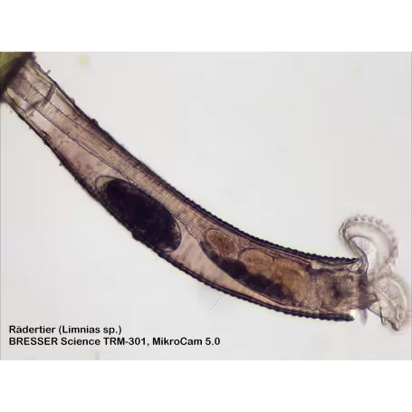 Microscópio BRESSER Science TRM 301