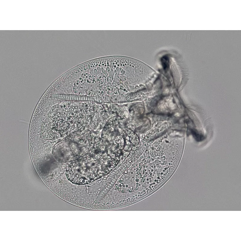 Microscópio BRESSER Science TRM 301