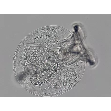 Microscópio BRESSER Science TRM 301