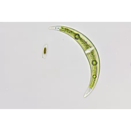 Microscópio BRESSER Science TRM 301