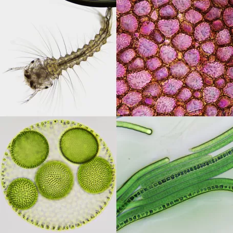 Microscópio BRESSER Science Infinity