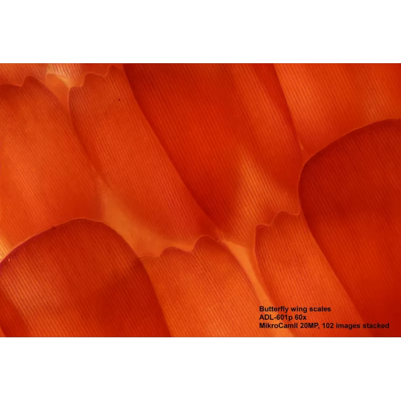 Microscópio BRESSER Science ADL 601 P 40-600x