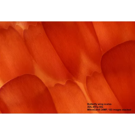 Microscópio BRESSER Science ADL 601 P 40-600x