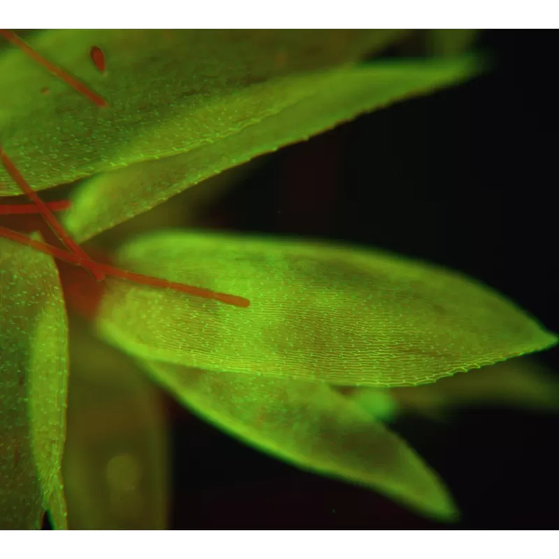 BRESSER Science ADL 601 F LED 40-1000x Microscopio