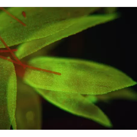 BRESSER Science ADL 601 F LED 40-1000x Microscopio