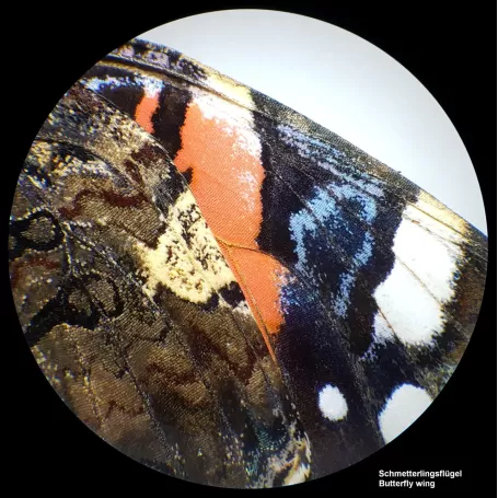 Microscopio estéreo de Luz transmitida e incidente BRESSER Analyth STR 10x - 40x