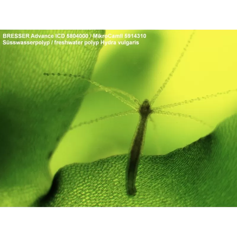 Estereomicroscópio BRESSER Advance ICD 10-160x