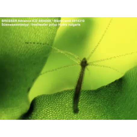 Estereomicroscópio BRESSER Advance ICD 10-160x