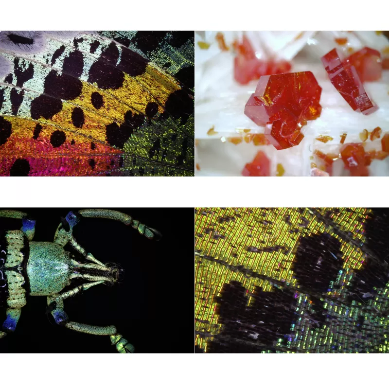 BRESSER Microscopio digital USB DST-1028 5.1MP