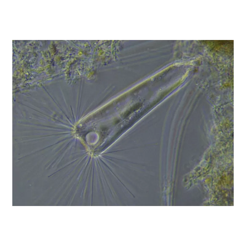 Cámara de alta Velocidad BRESSER MikroCamII 0.4 UHSP para Microscopio